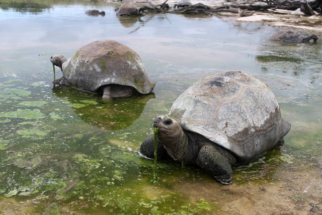 Seychelles’ Aldabra Atoll wins prestigious designation as protected ecosystem