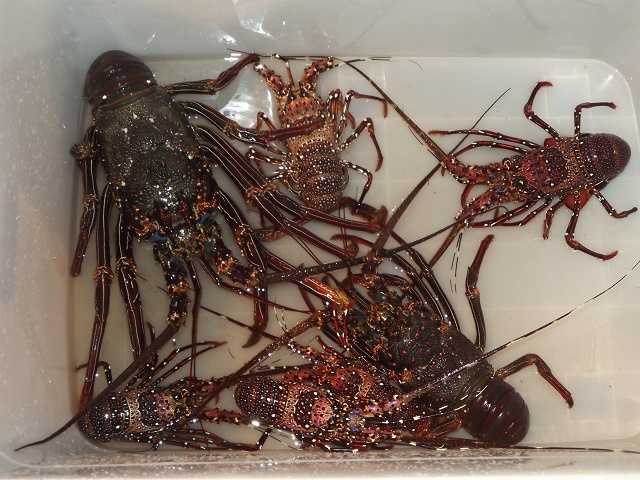 Lobster season reopens in Seychelles after two-year break to help stocks recover