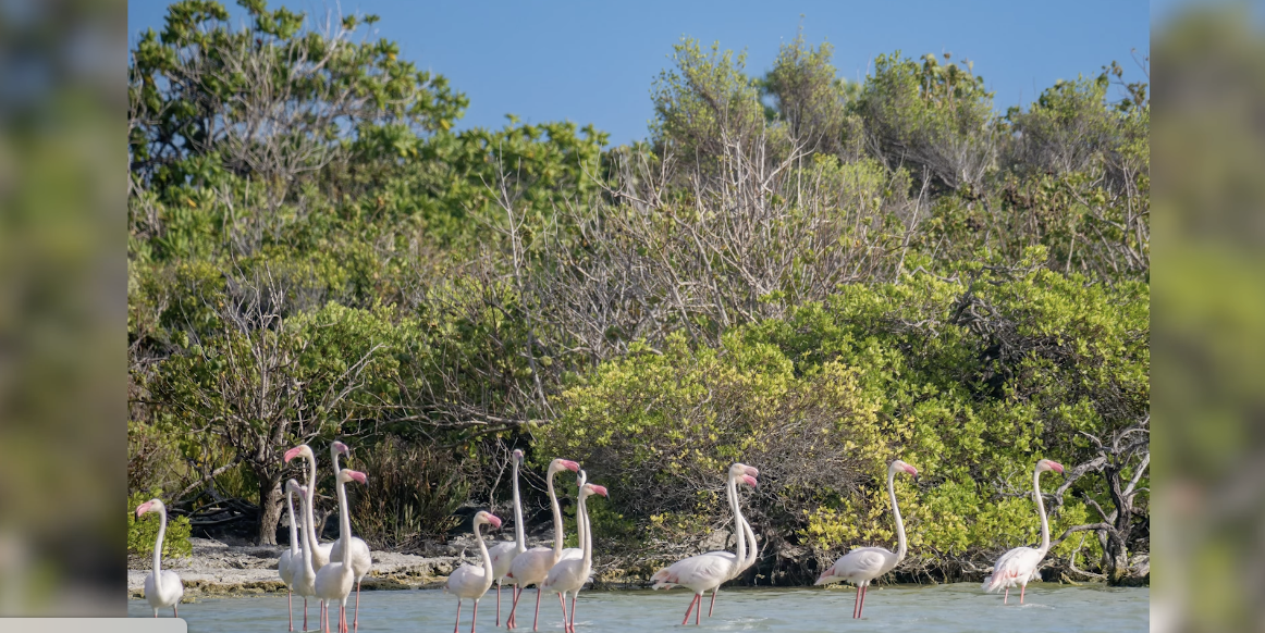 ‘SIF’ i espekte fer plis resers pou konn lenportans Aldabra pour bann flaman roz